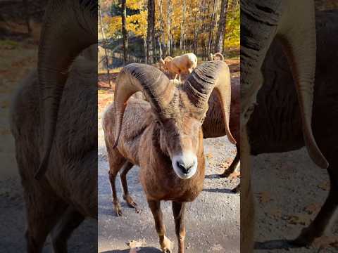 A day at Parc Omega 🦌🥕 #dayinmylife #vlog #diml #lifestyle #animals #cuteanimals #shorts